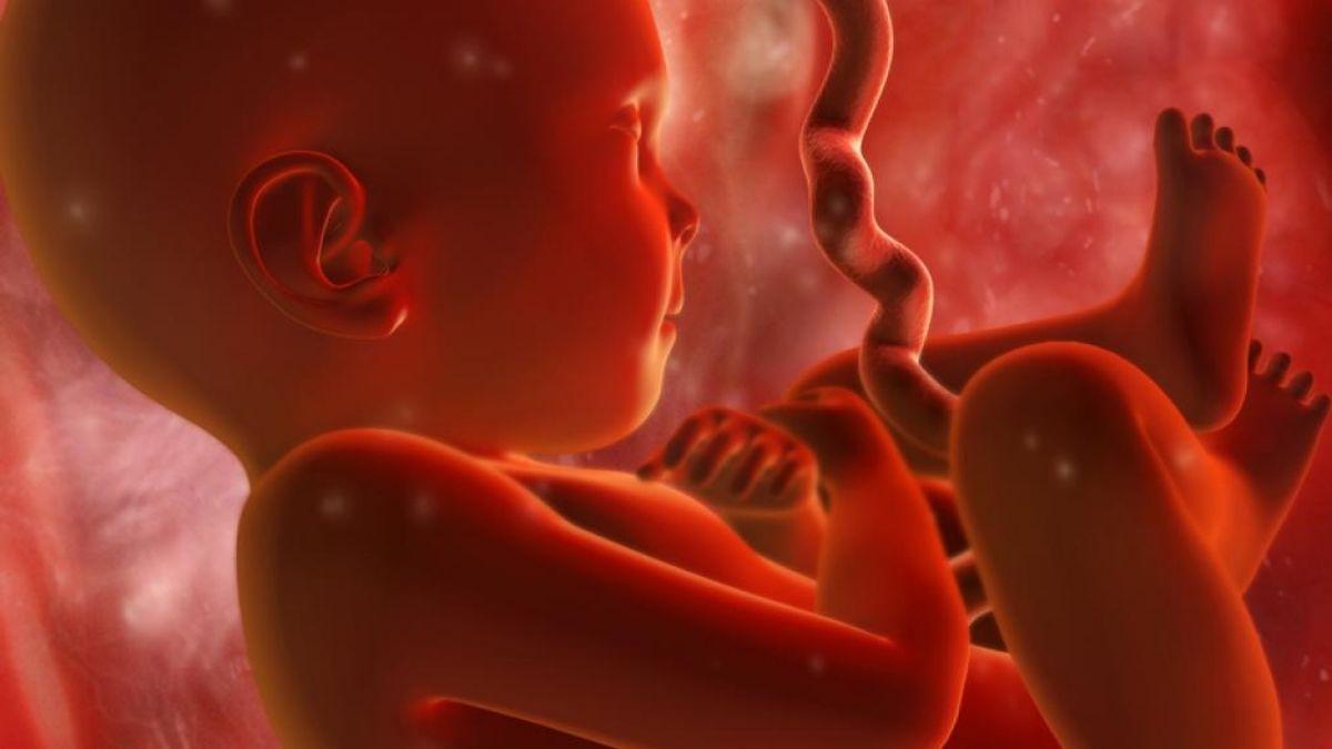 when does a fetus have brain activity when does a fetus have brain activity