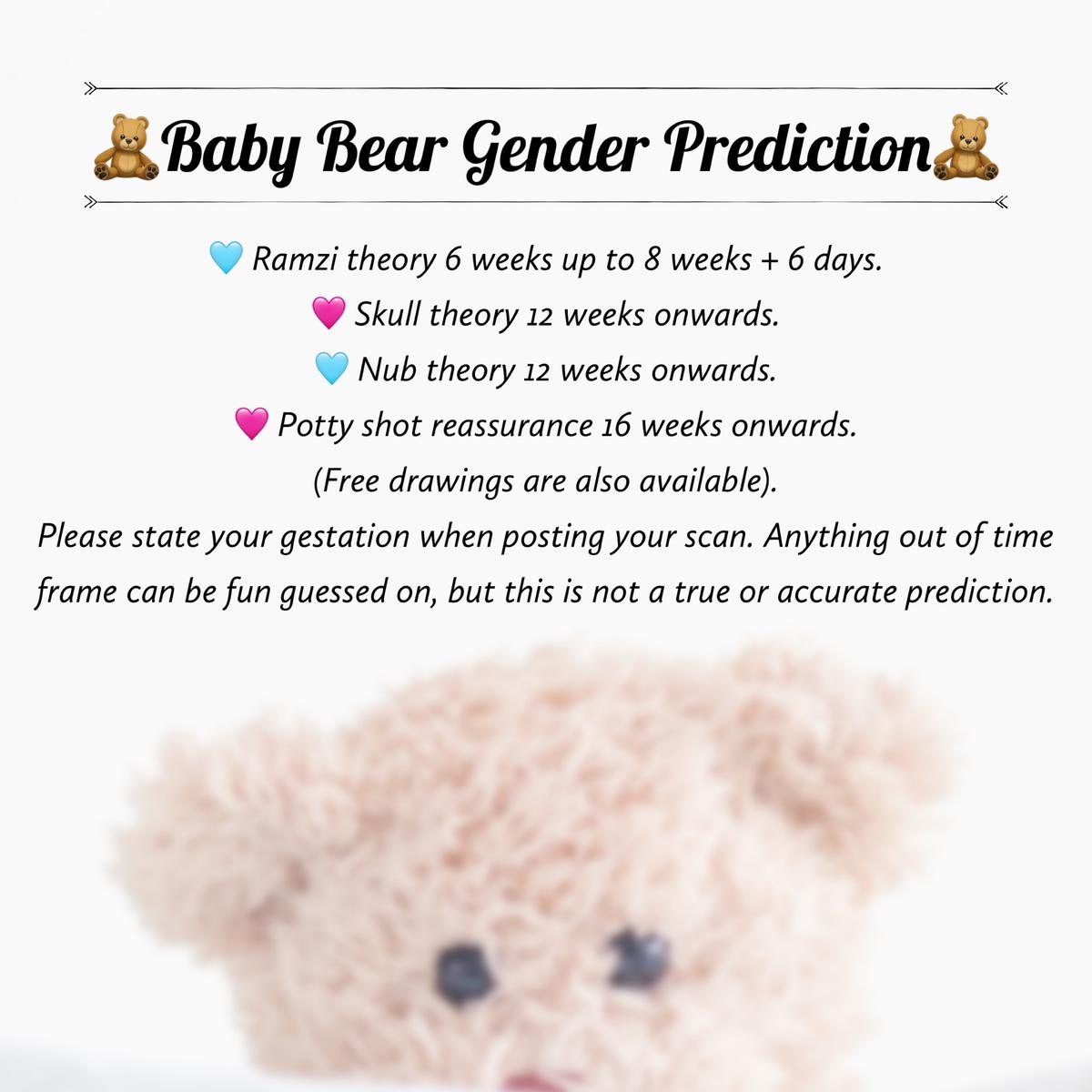 Baby Bear Gender Prediction. Ramzi, nub & skull theory. Drawings
