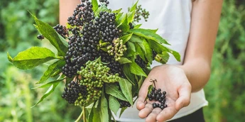 Can You Take Elderberry While Pregnant?