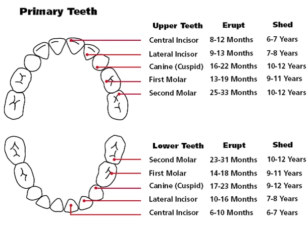 teeth chart