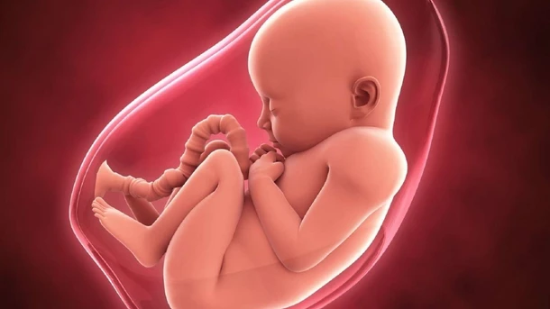 Fetal Brain Development