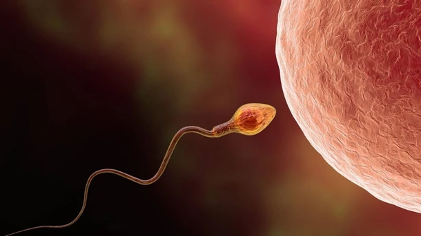 ¿Cuánto Dura un Espermatozoide Vivo?