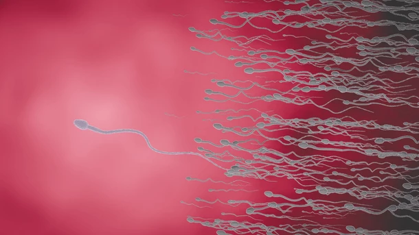 ¿Cuánto tiempo puede vivir los espermatozoides dentro de ti?