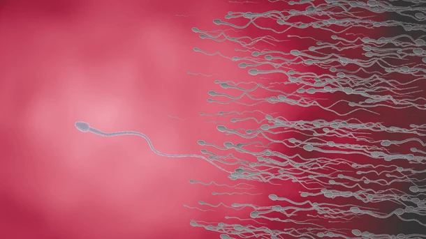 How Long Can Sperm Live Inside You