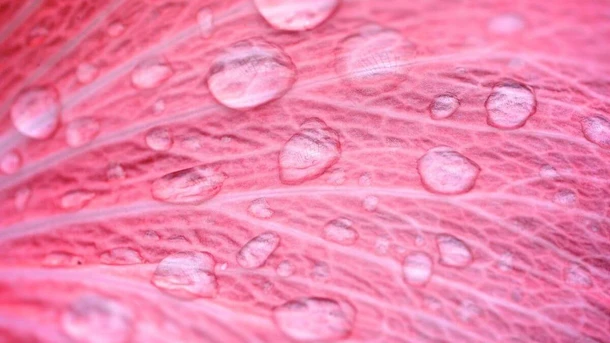 Pink Discharge
