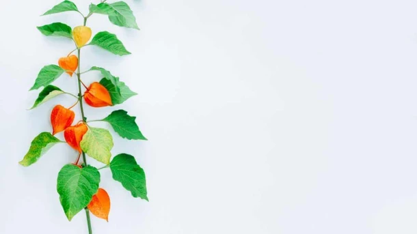 Ashwagandha Benefits for Women