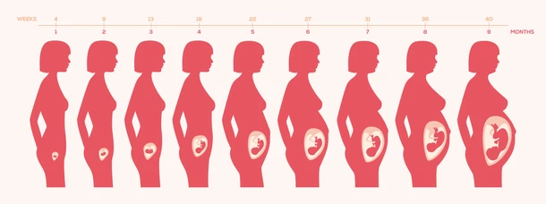 Body changes during pregnancy