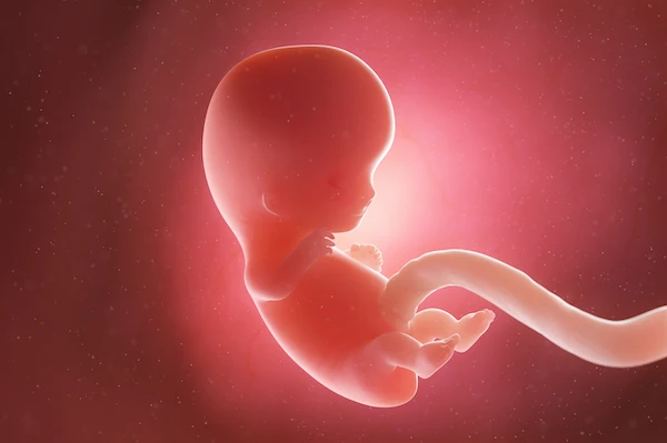 Pregnancy week-by-week: First trimester