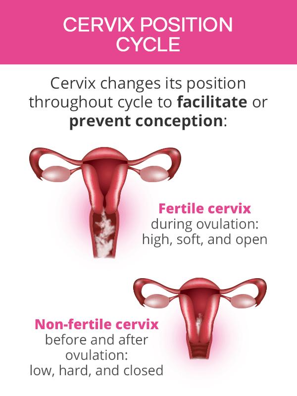 Cervix Position Before Period vs Pregnant Peanut