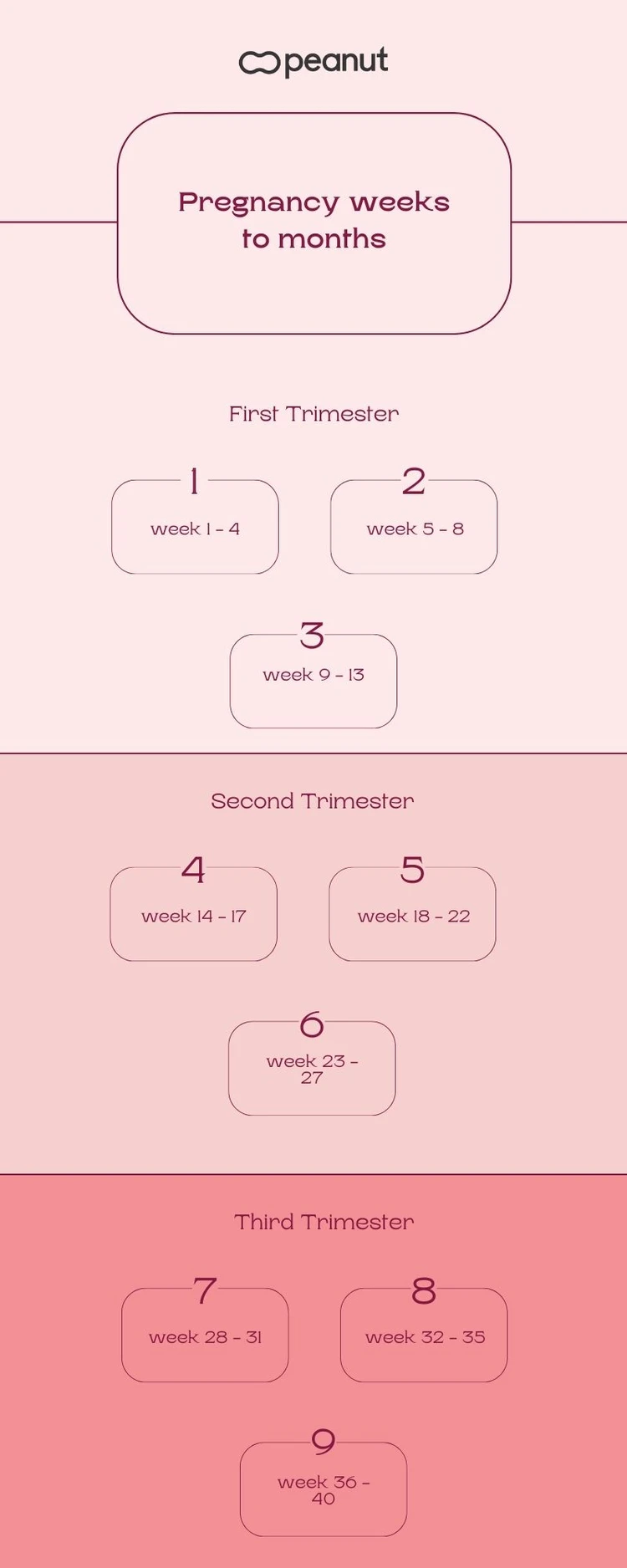 Pregnancy Weeks to Months