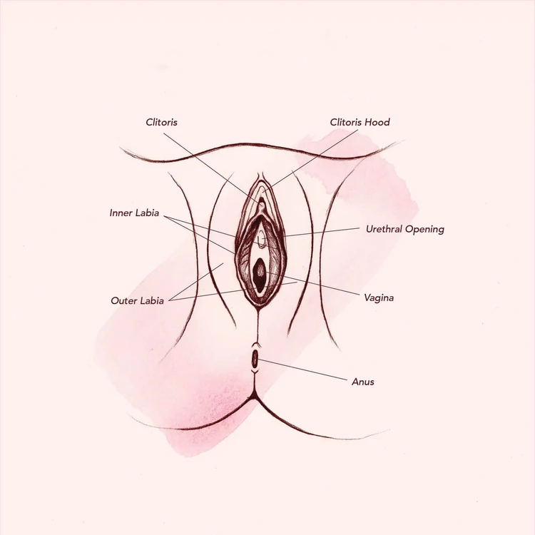 Vagina diagram outer