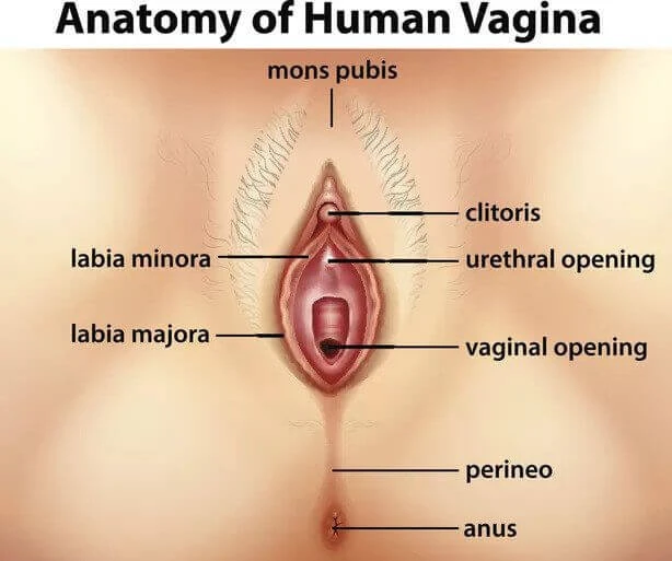 Vagina anatomy