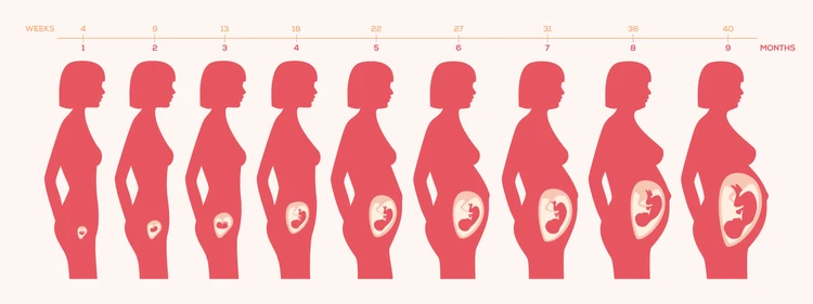 Body changes during pregnancy