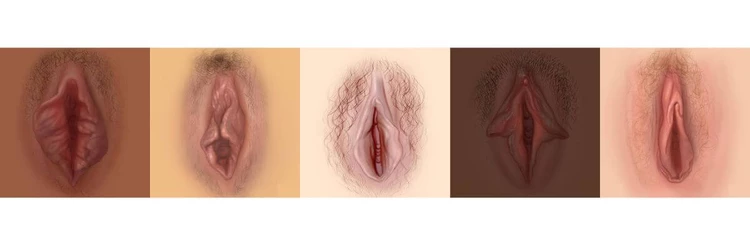 Vulvas different skintones. Vagina chart. Vagina diagram