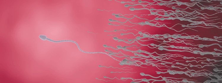 ¿Cuánto tiempo puede vivir los espermatozoides dentro de ti?