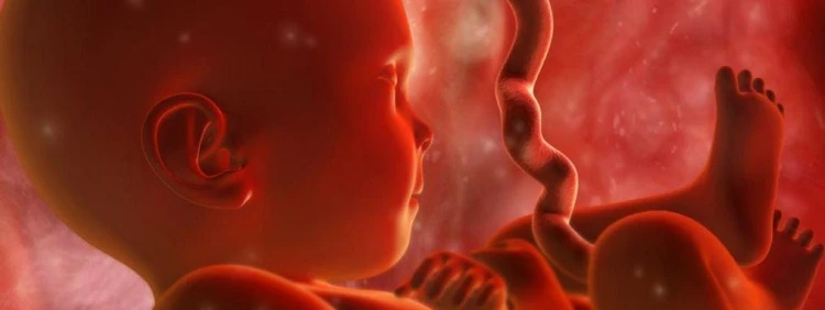 When Does a Fetus Develop a Brain?
