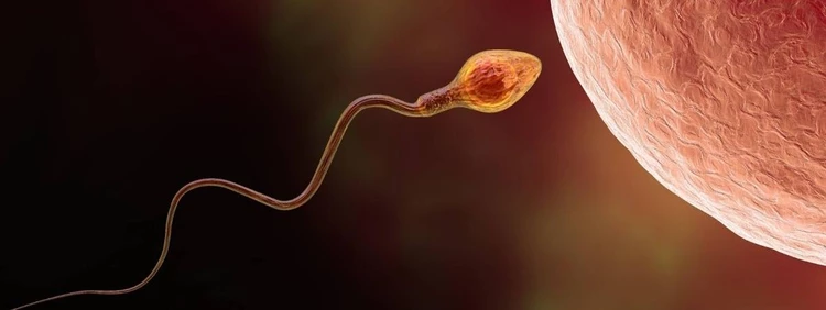 ¿Cuánto Dura un Espermatozoide Vivo?