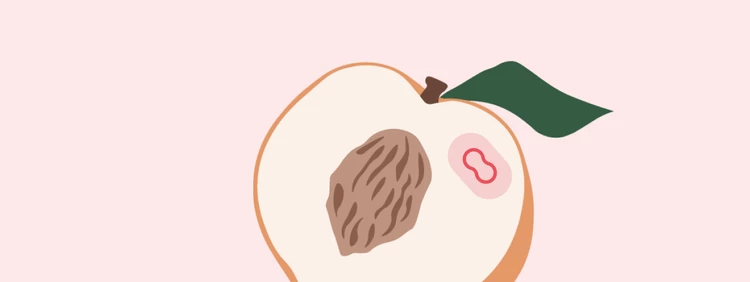 14 Weeks Pregnant: Baby is as big as a peach!