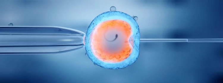 Fresh vs. Frozen Embryo Transfer: What’s the Difference?