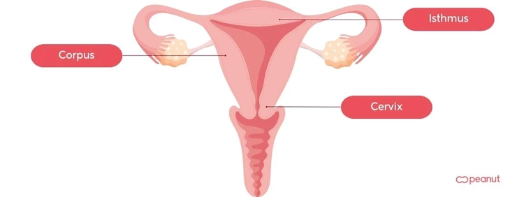 Labeled uterus diagram: Isthmus, corpus, cervix
