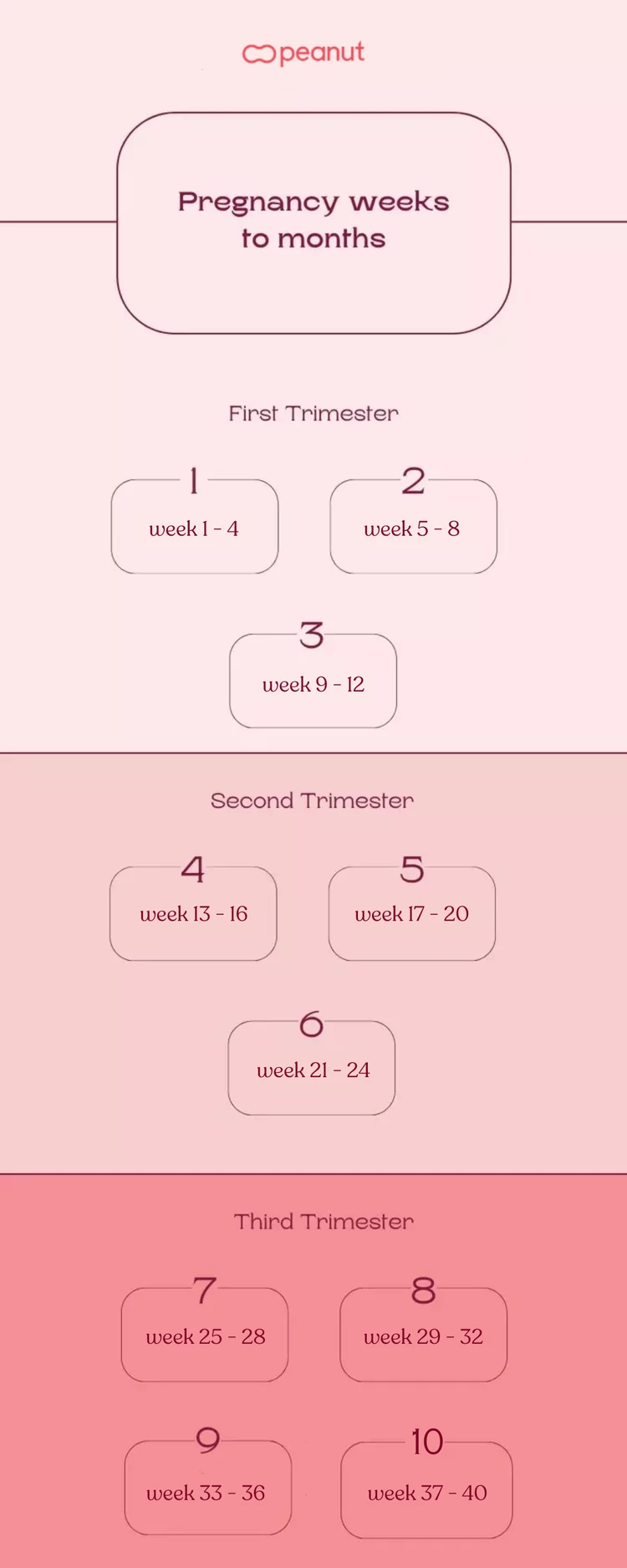 Pregnancy Weeks to Months