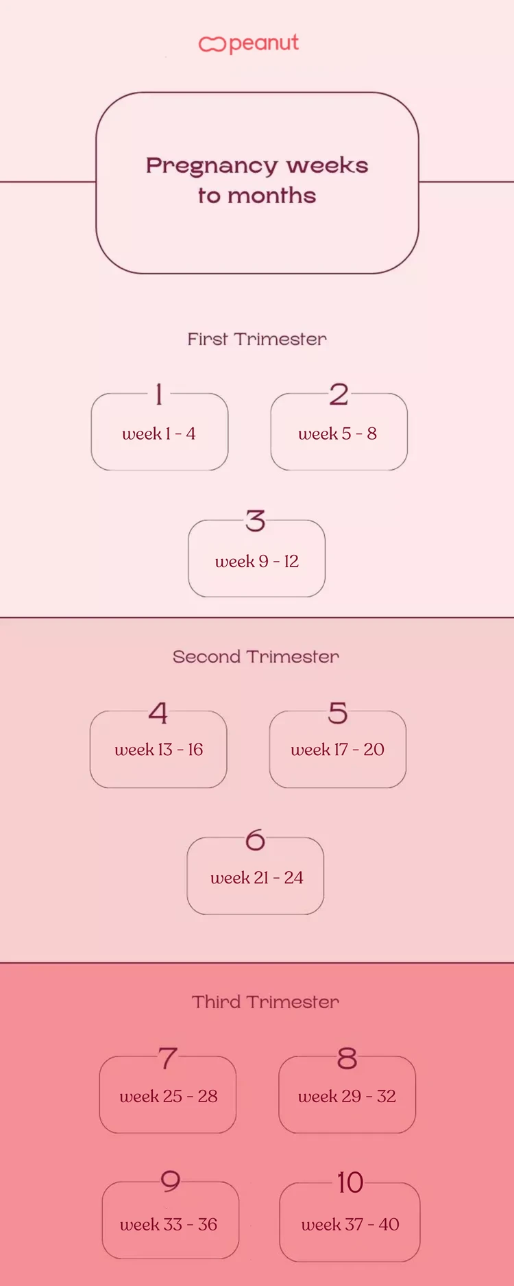 Pregnancy Weeks to Months