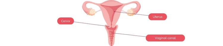 Labeled cervix uterus vagina diagram, where is my cervix?