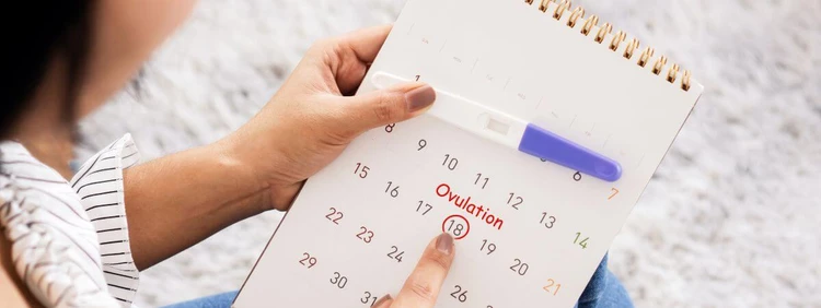 Amenorrhea & Fertility: Can You Ovulate Without a Period?