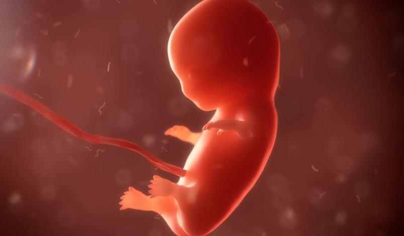 el embarazo semana a semana