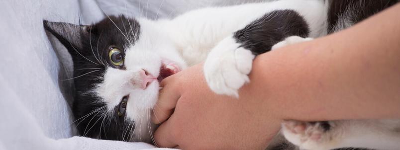 cat-biting-pregnant-woman